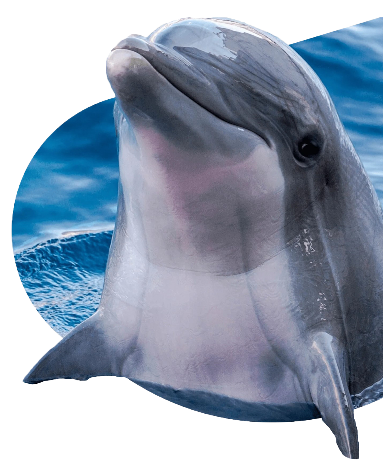 Fahlo Tracking Bracelet - Dolphin Odyssey