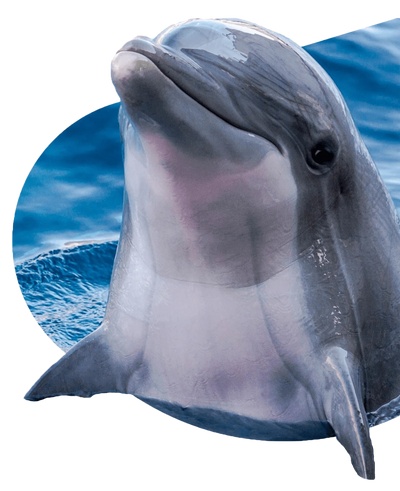 Fahlo Tracking Bracelet - Dolphin Odyssey