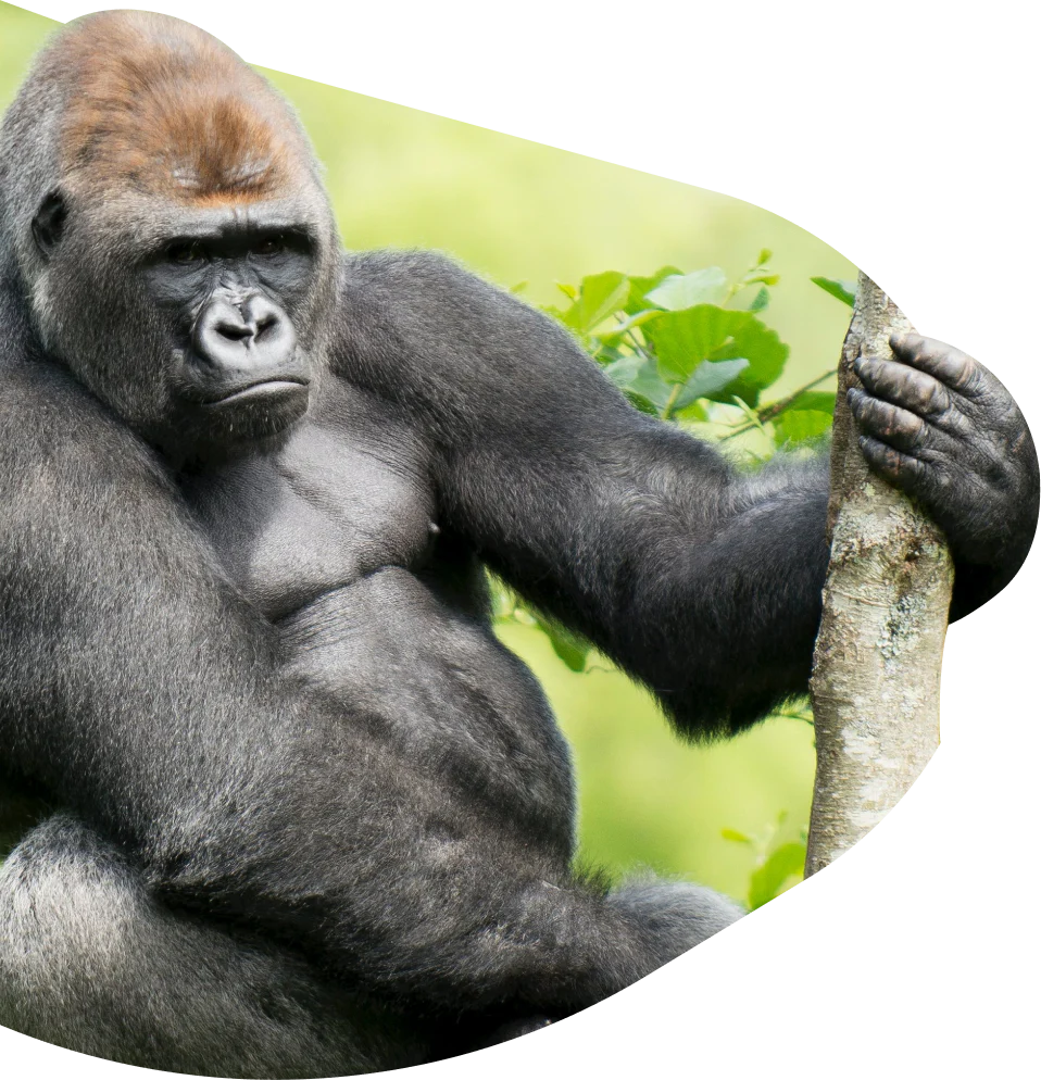 Fahlo Tracking Bracelet - Gorilla Traverse