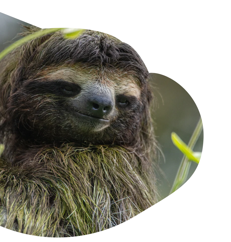 Fahlo Tracking Bracelet - Sloth Wander