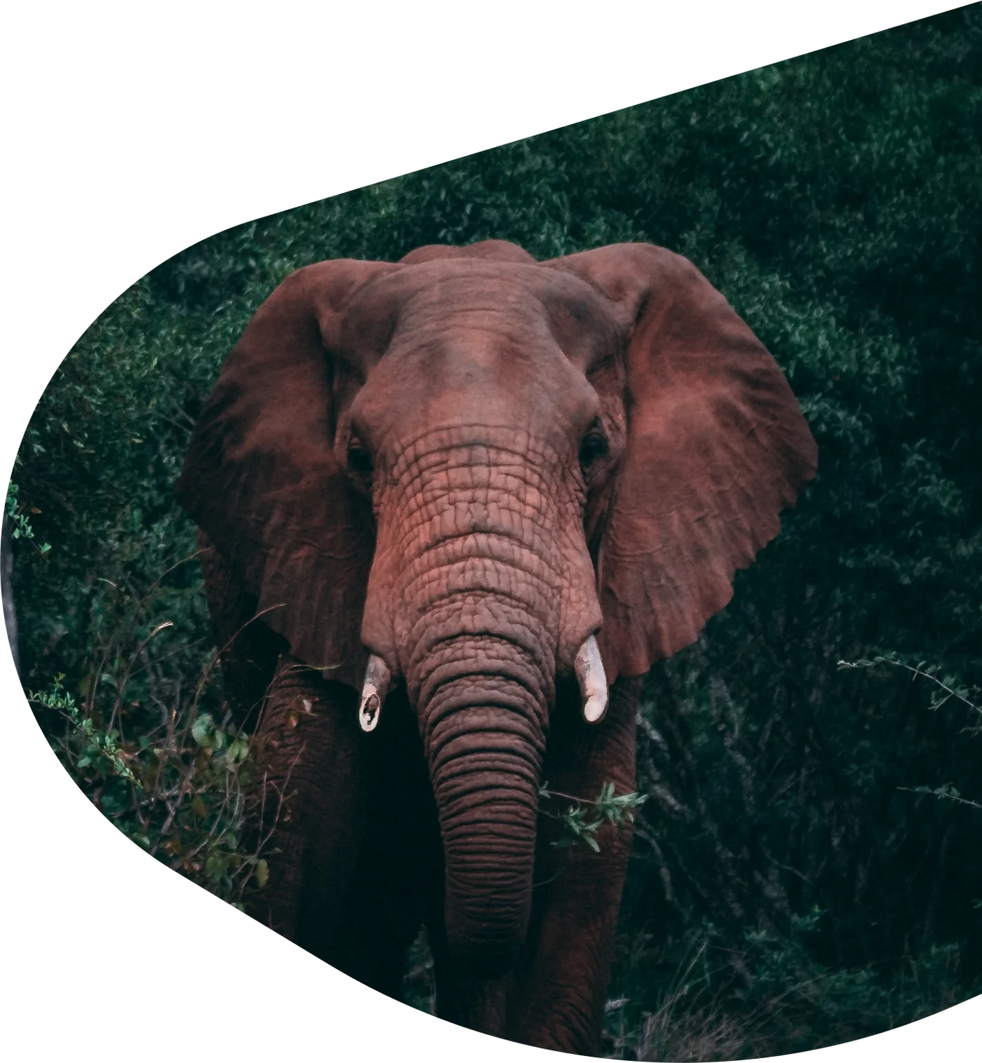 Fahlo Tracking Bracelet - Elephant Expedition