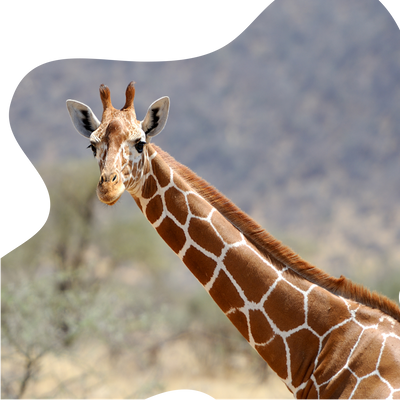 Fahlo Tracking Bracelet - Giraffe Trek