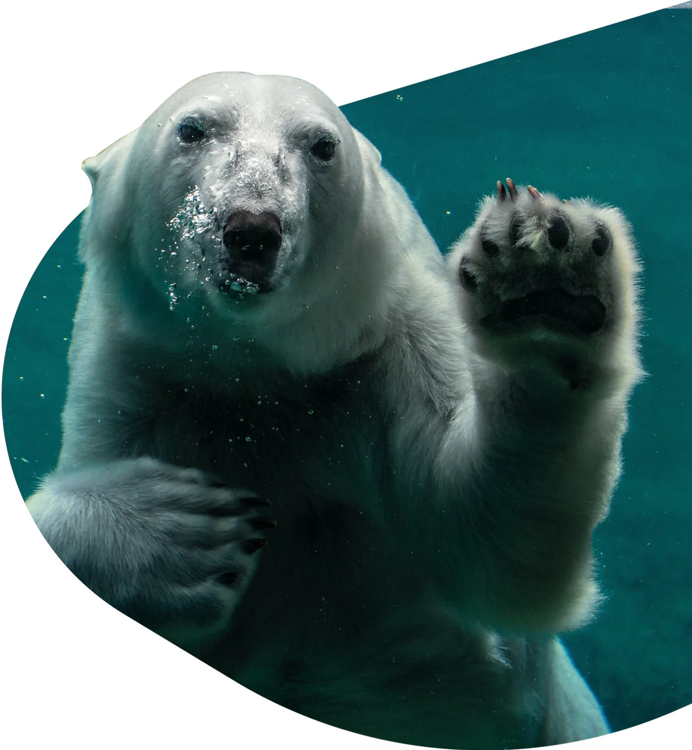 Fahlo Tracking Bracelet - Polar Bear Venture
