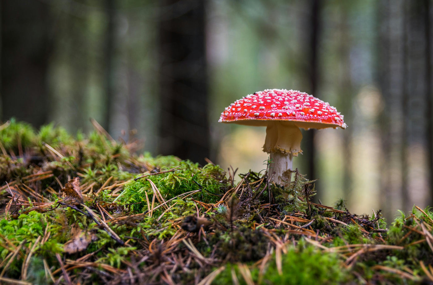 Tiny Toadstool Mushroom Supplements for Pets