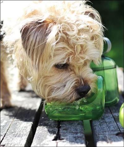 Olly Dog Water Bottle *