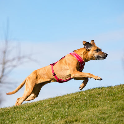 Curli Belka Comfort Harness *