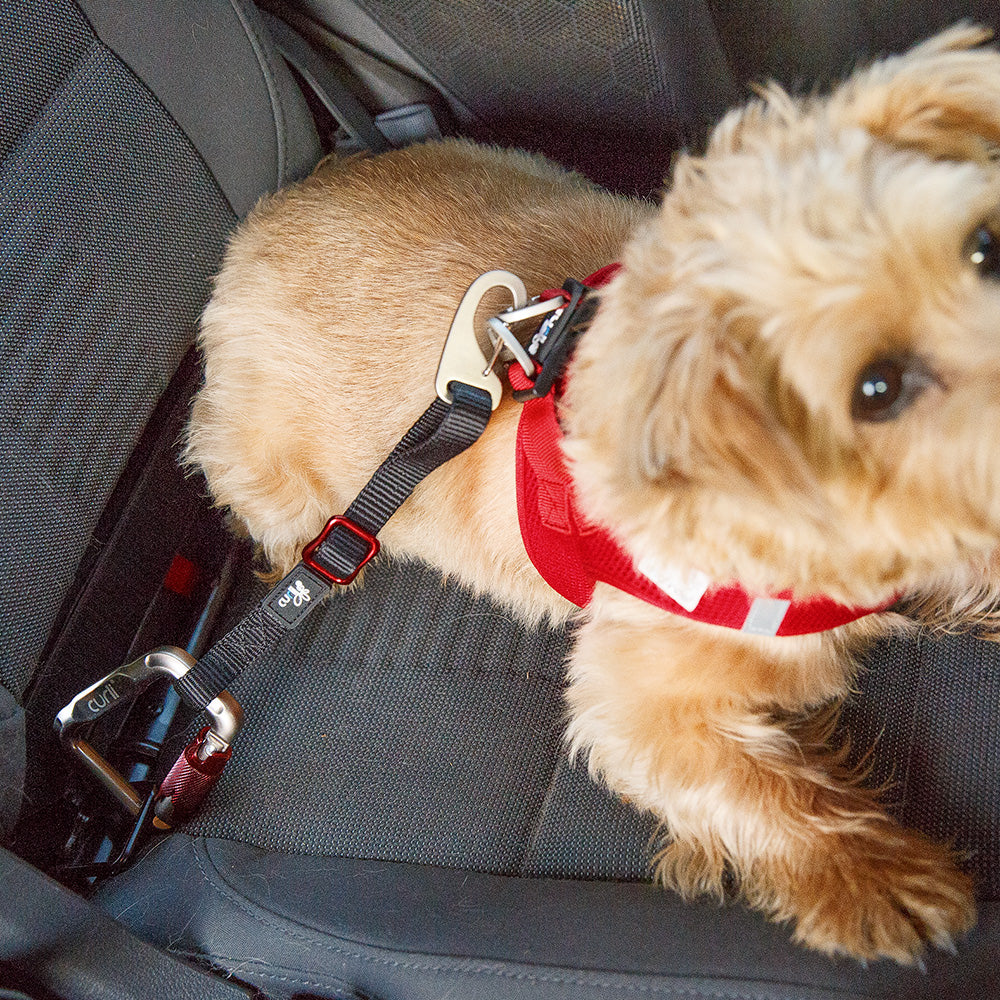 Curli Car Safety Seat Belt *