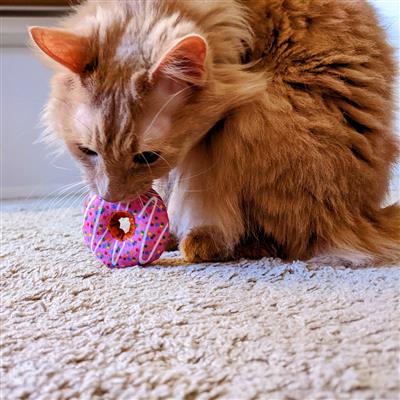 Huxley Cat Strawberry Donut *