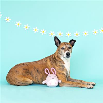 Fringe Plush Dog Toy - Ear-Resistable