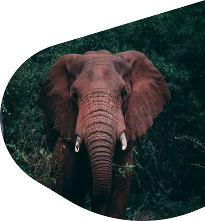 Fahlo Tracking Bracelet - Elephant Expedition *