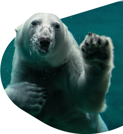Fahlo Tracking Bracelet - Polar Bear Venture *