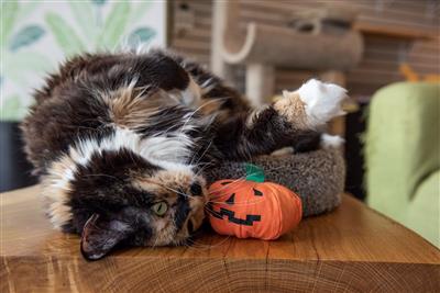Yeowww Halloween Pumpkin Cat Toy *