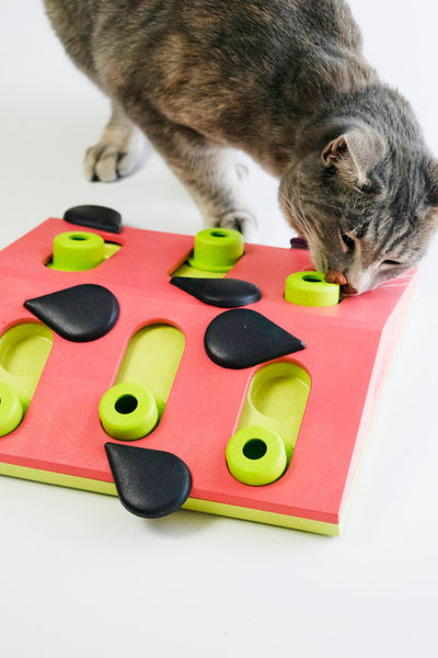 OH Melon Madness Puzzle & Play Cat Game *